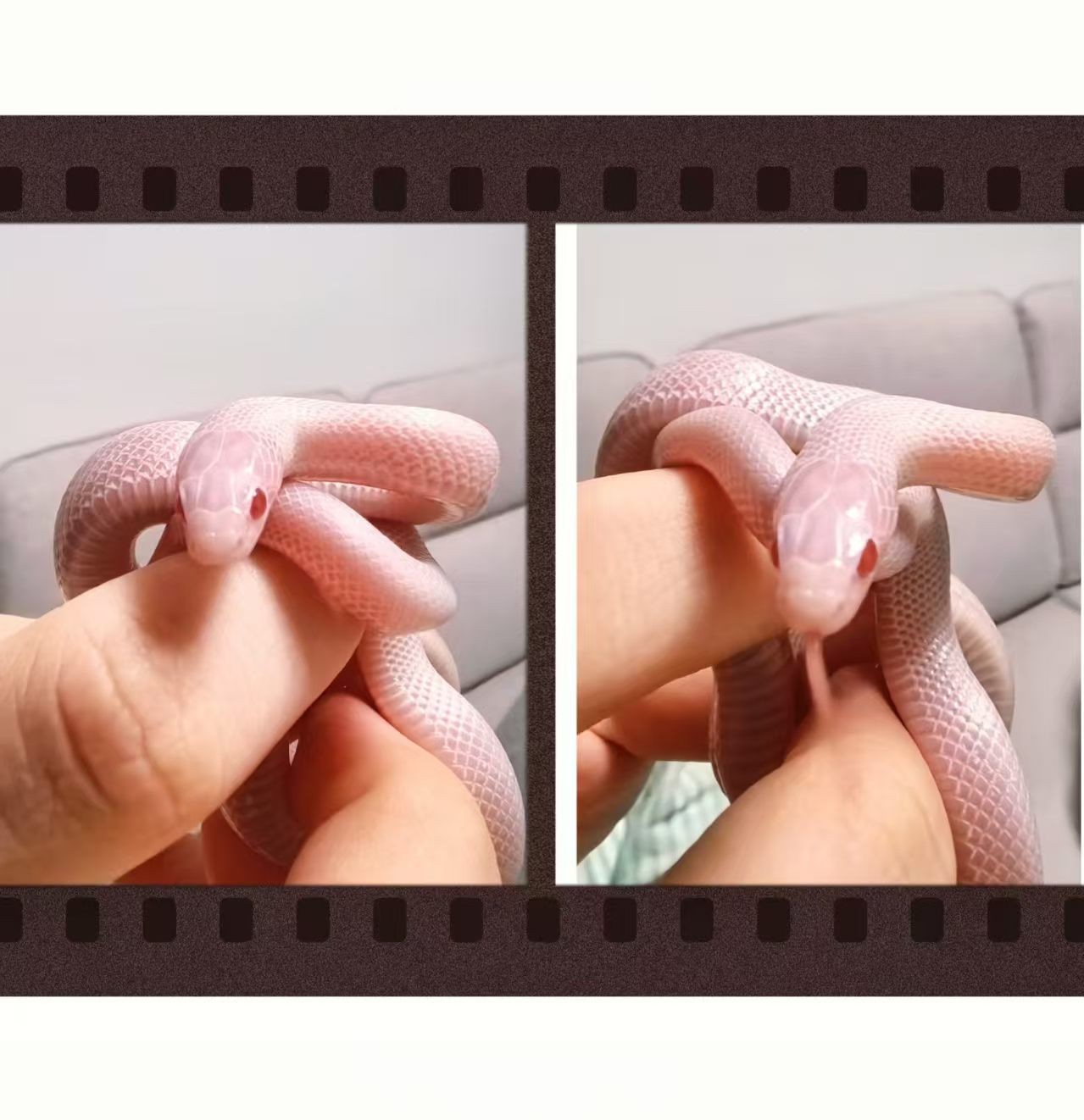 A light-colored snake shown in a photo strip