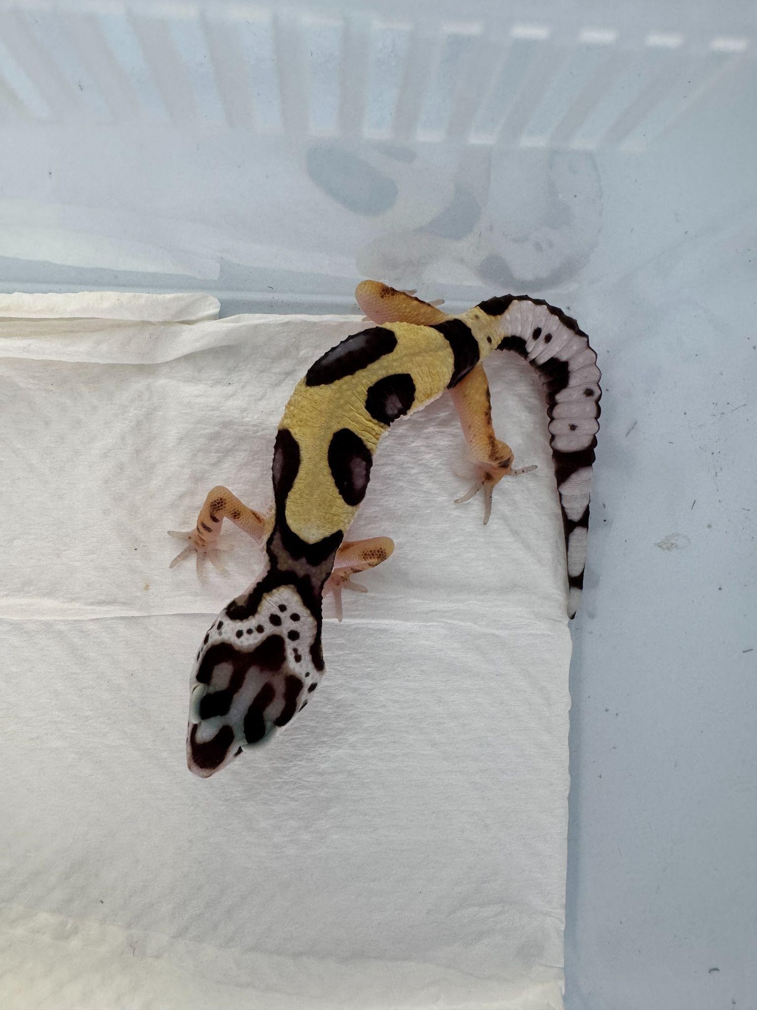 A patterned gecko