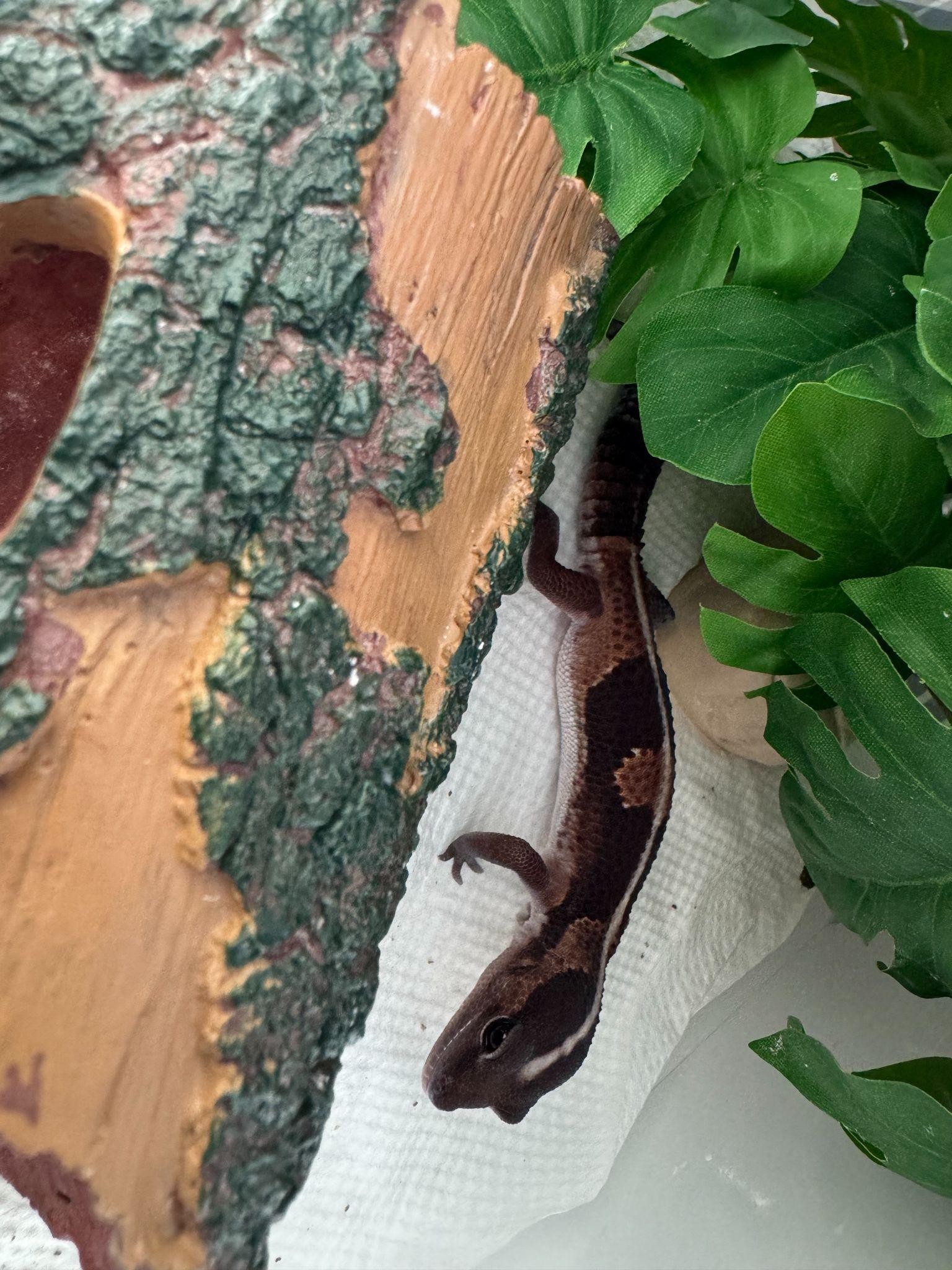 A reptile among green leaves