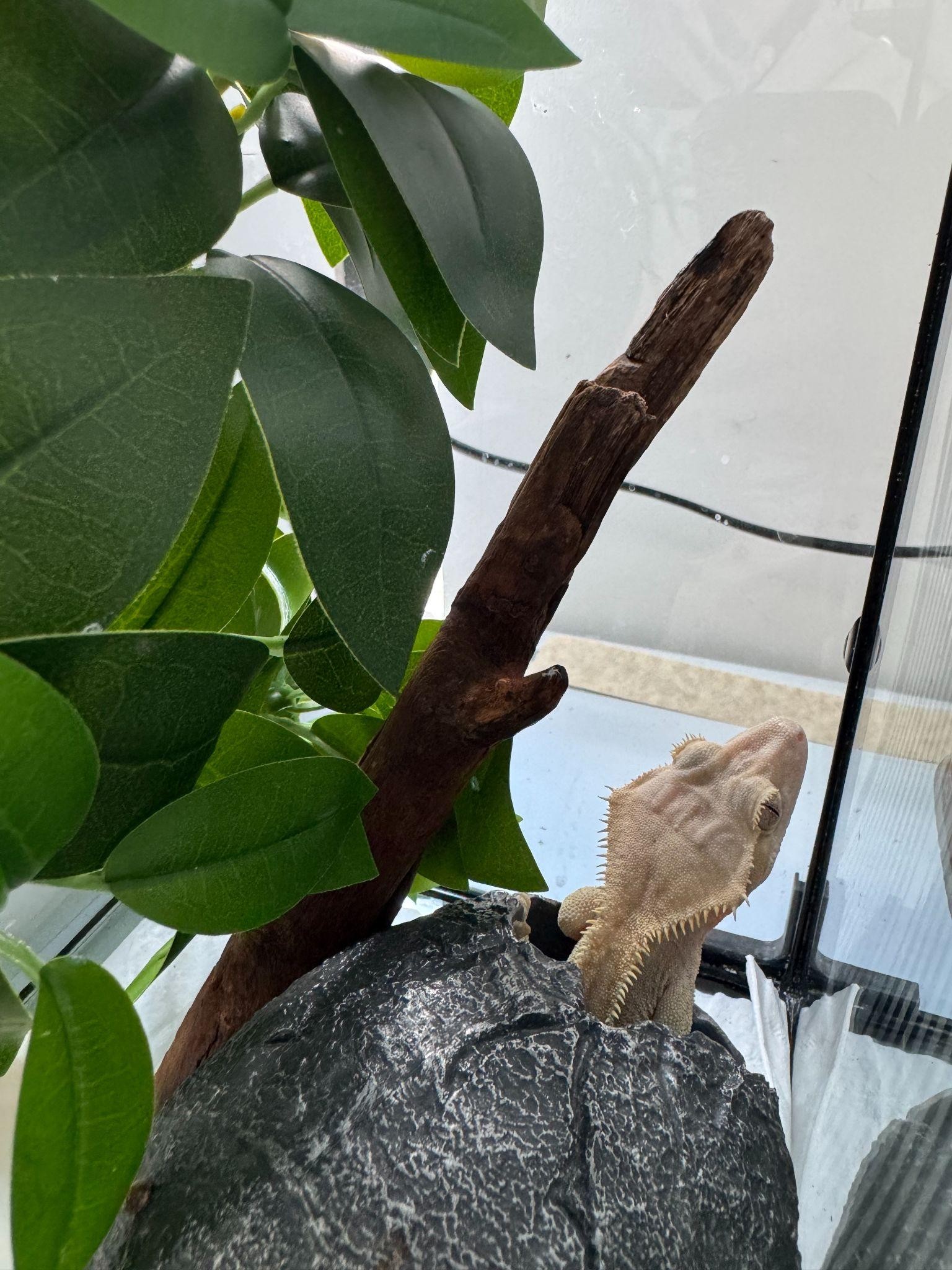 A reptile in a planted enclosure