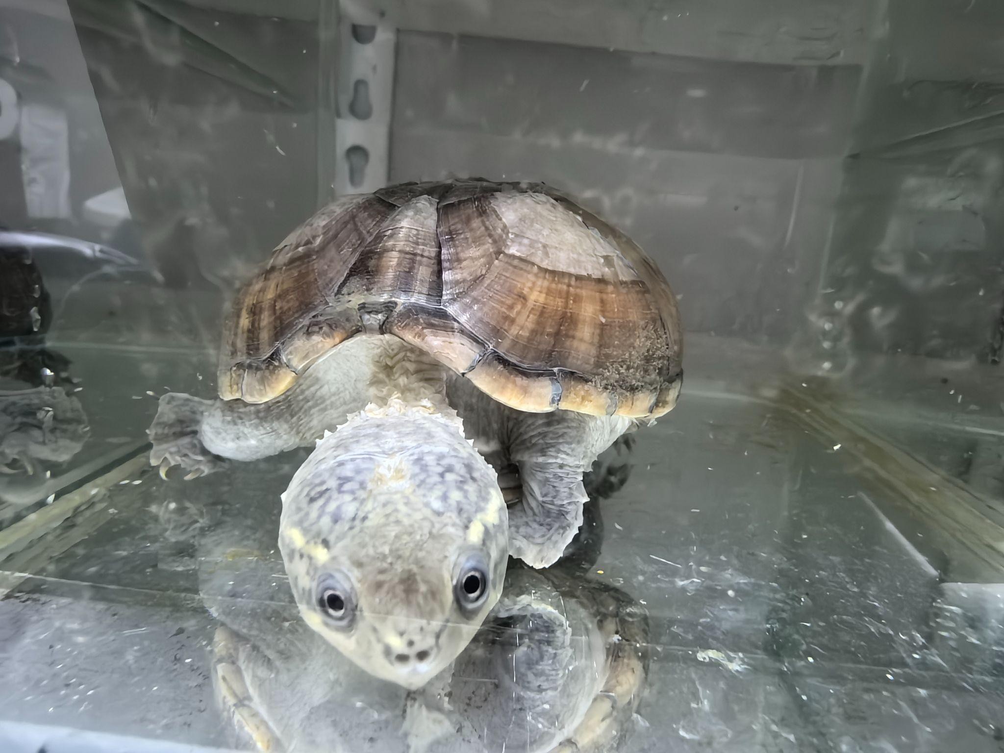 A pale turtle in a habitat