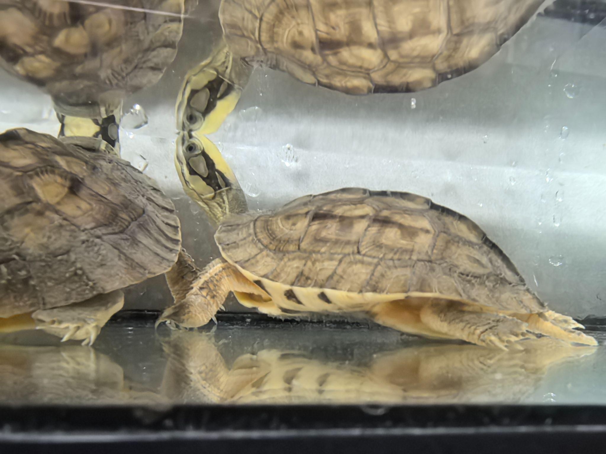 Turtles interacting in a habitat