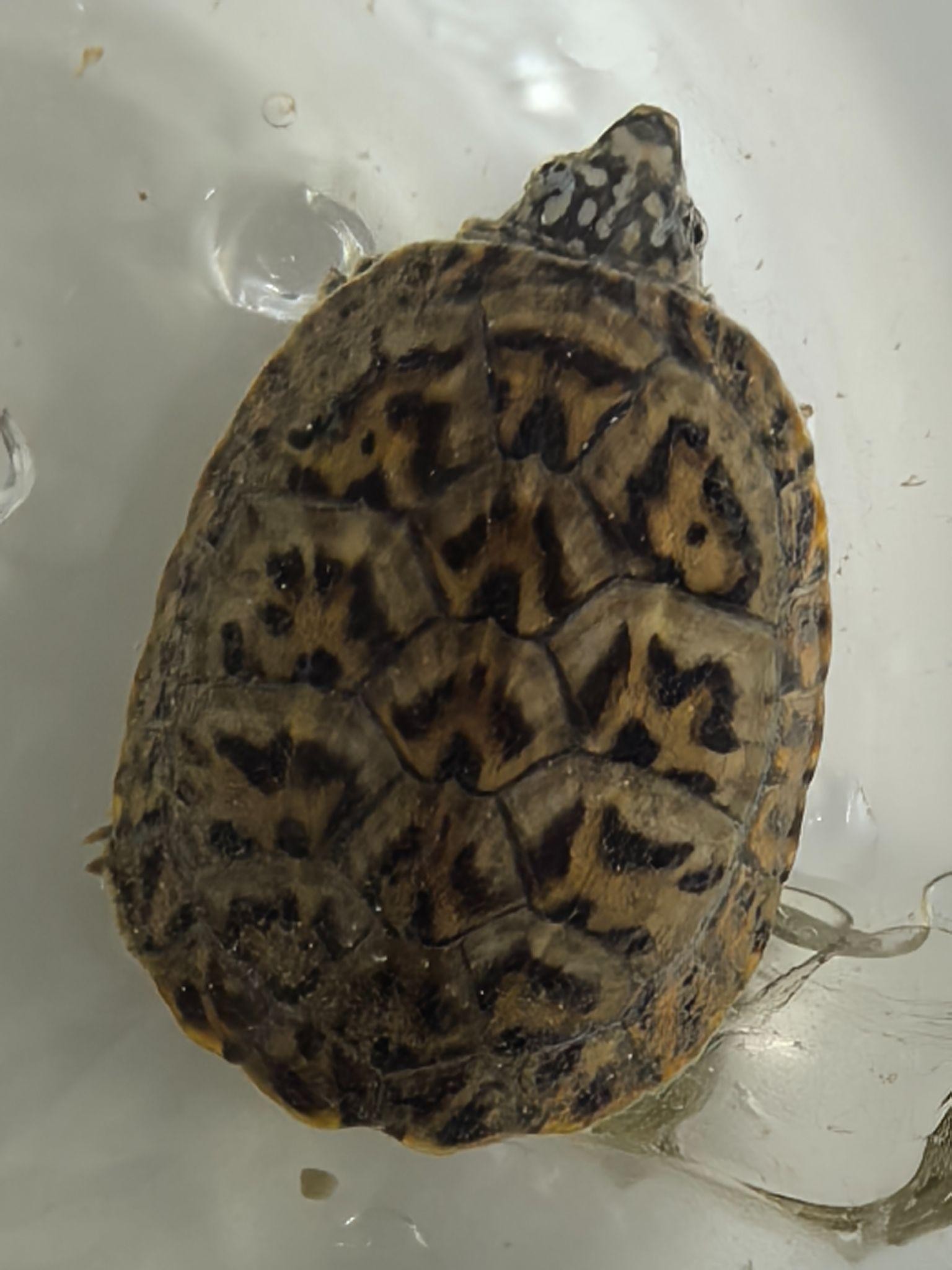 A patterned turtle shell